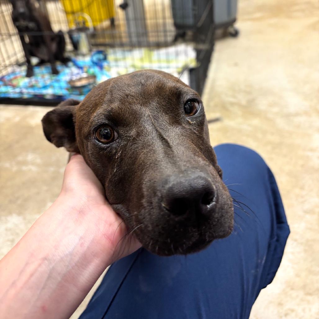 Sable - 032507U, a Adoptable mixed breed in Tupelo, MS image 3/5
