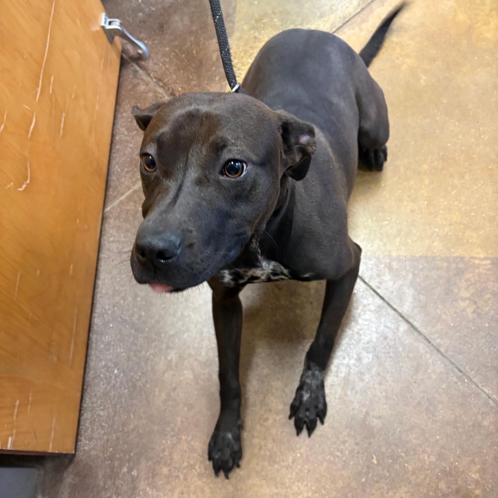 Sable - 032507U, a Adoptable mixed breed in Tupelo, MS image 4/5