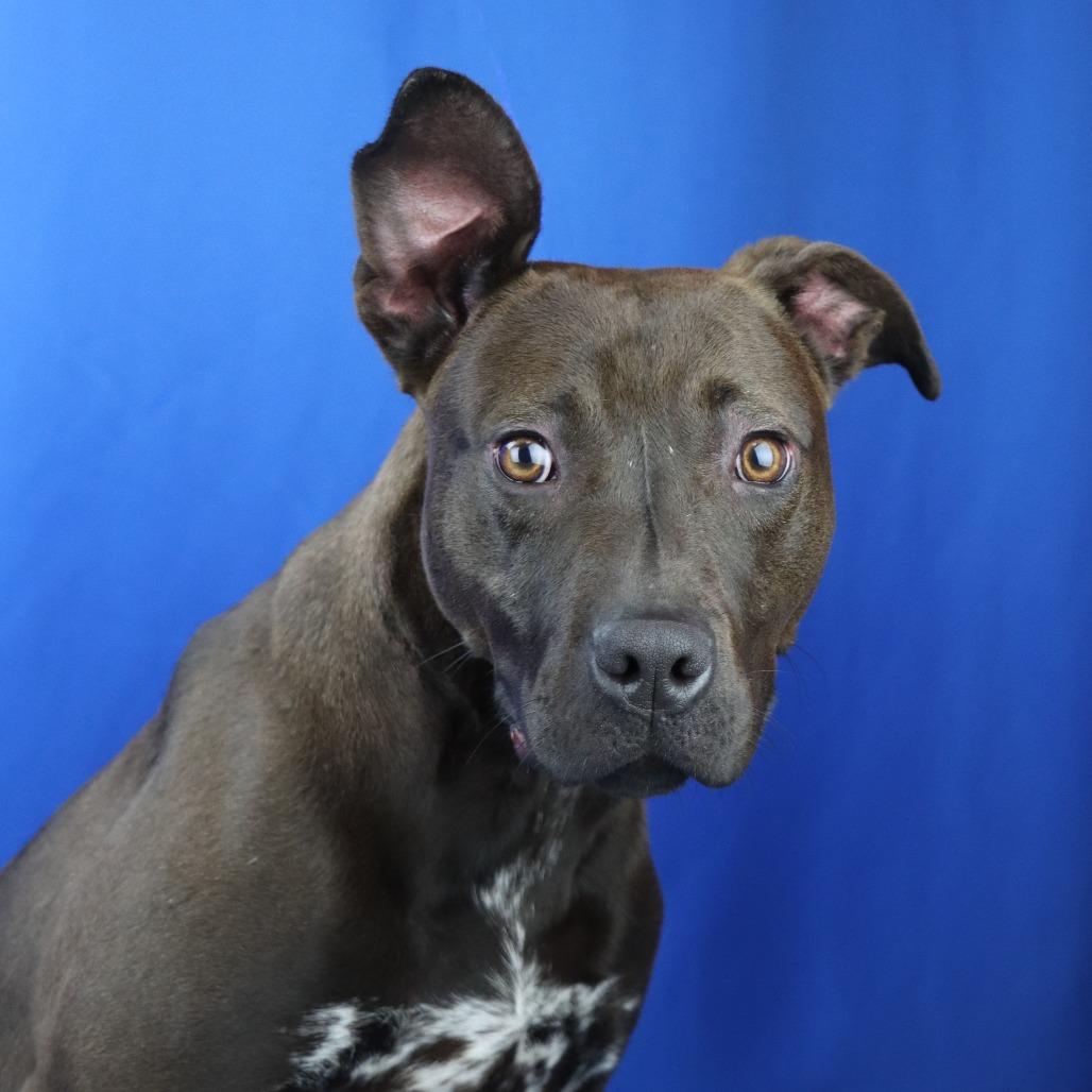 Sable - 032507U, a Adoptable mixed breed in Tupelo, MS image 6/6