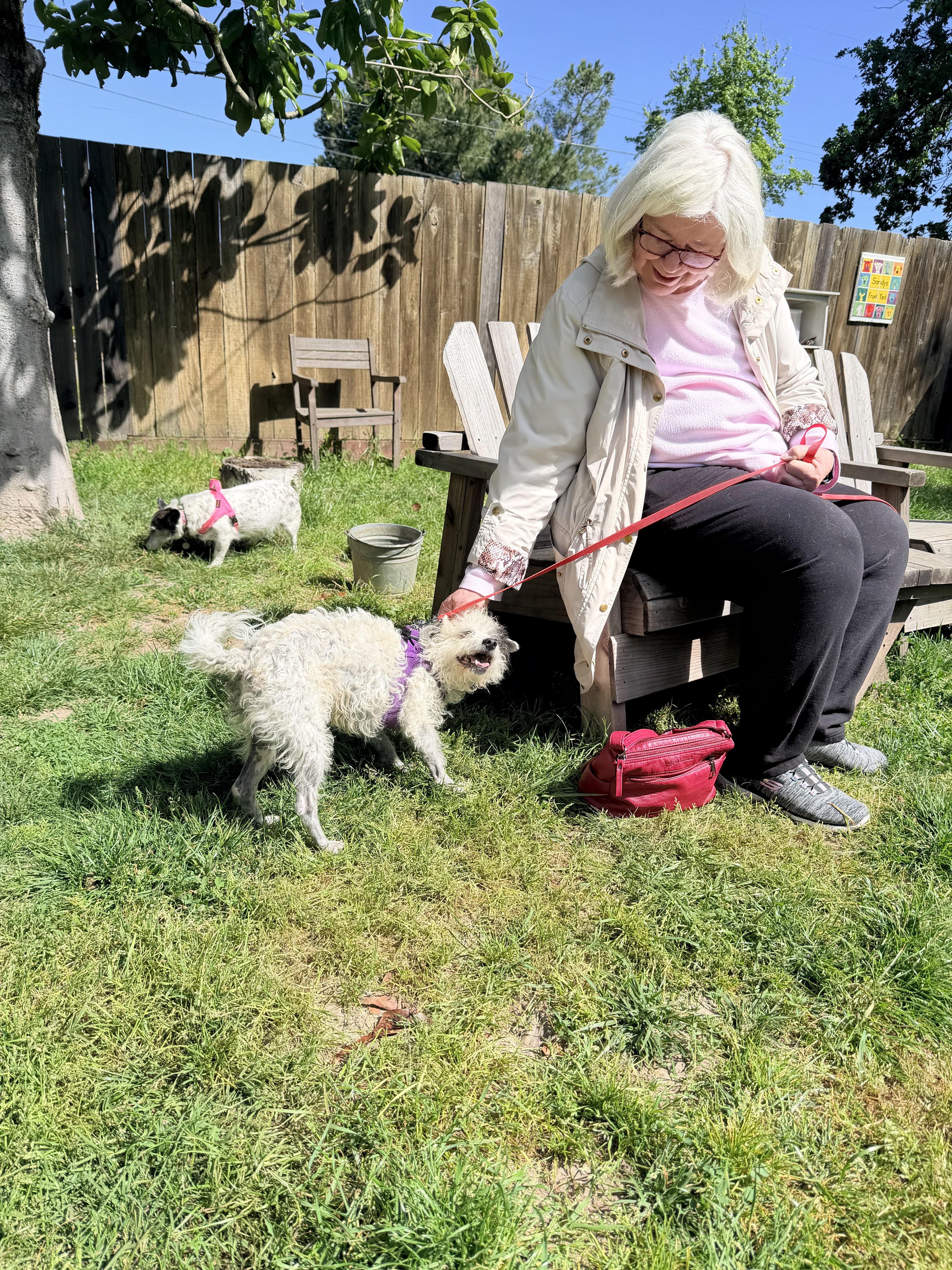 Enlarge Perdita, an adopted mixed breed in Santa Rosa, CA image 2/5