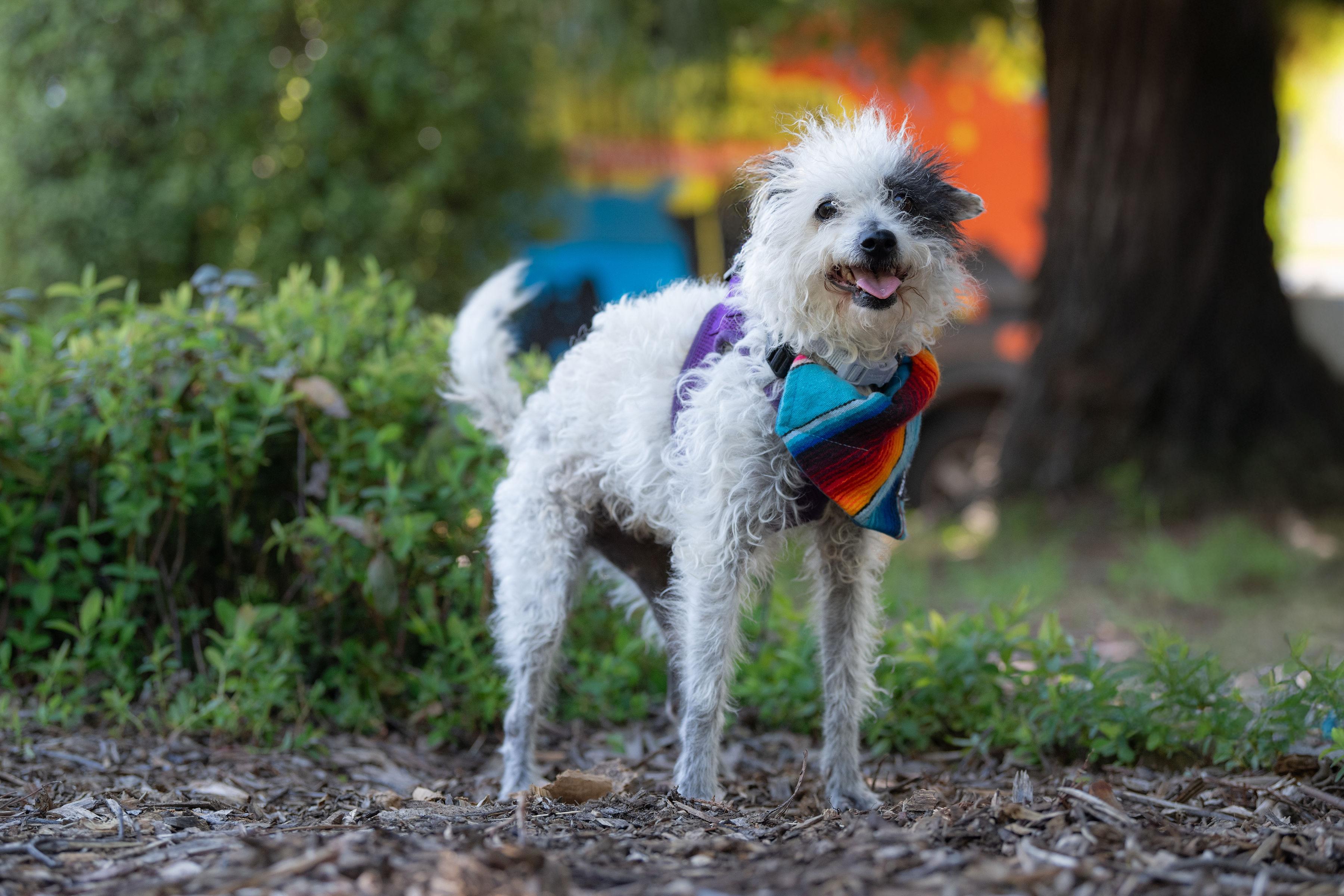 Enlarge Perdita, an adopted mixed breed in Santa Rosa, CA image 3/5