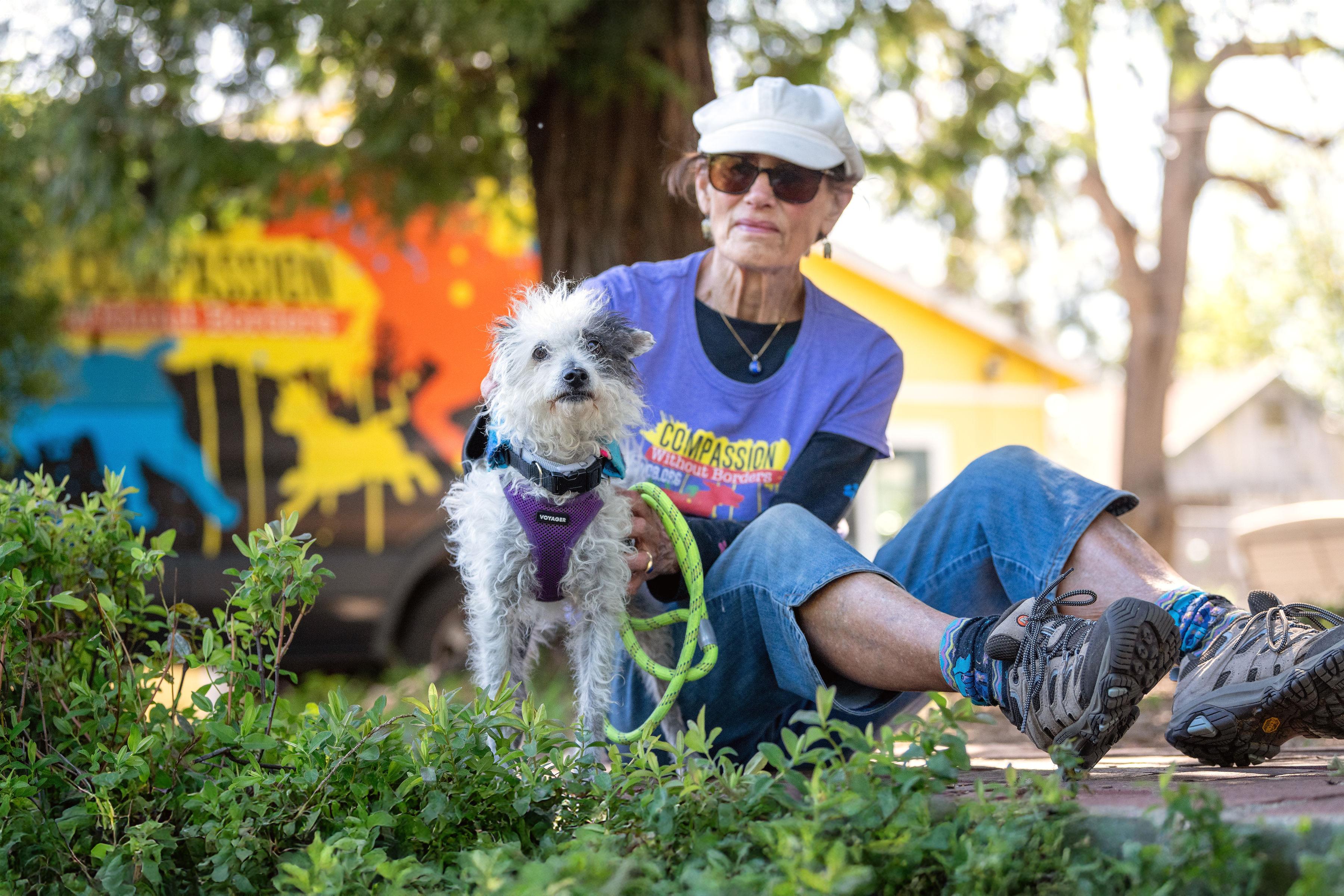 Enlarge Perdita, an adopted mixed breed in Santa Rosa, CA image 5/5