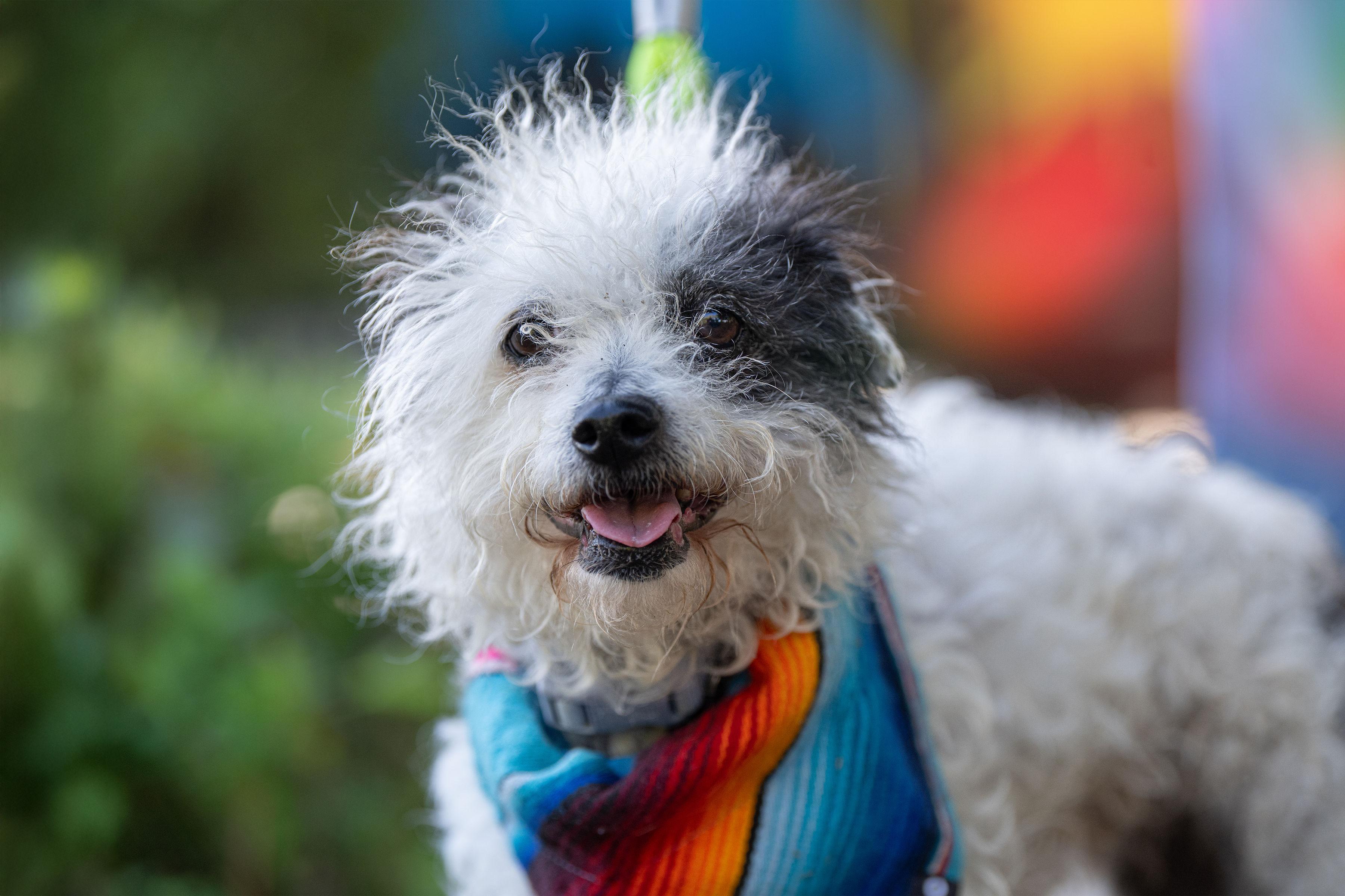 Perdita, adopted, Young Female Poodle & Terrier.