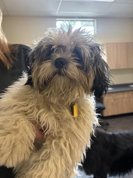 Moo Moo, Adoptable, Young Male Shih Tzu.