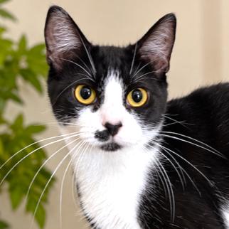 OLIVIA - STUNNING TURKISH VAN, Adopted, Kitten Female Turkish Van & Siberian.