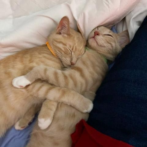 Enlarge Pumpkin and Latte, a ADOPTABLE mixed breed in Chicago, IL image 6/6