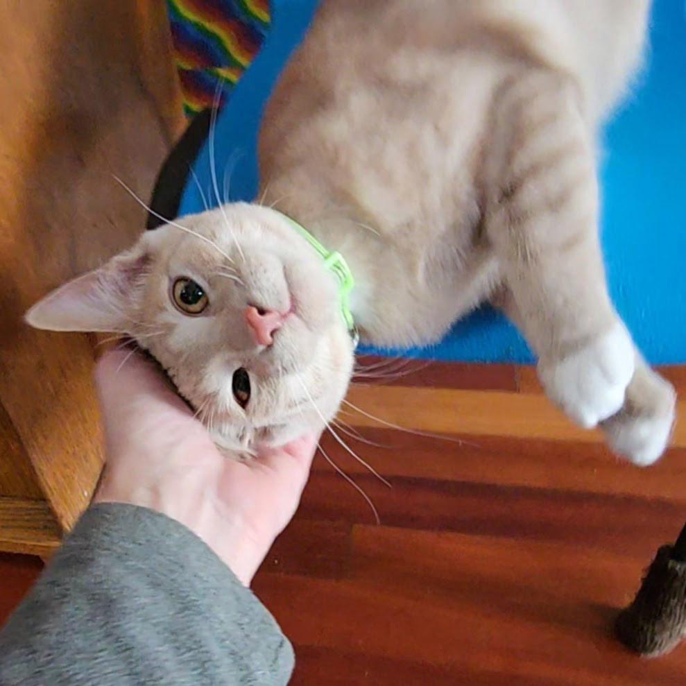 Enlarge Pumpkin and Latte, a ADOPTABLE mixed breed in Chicago, IL image 4/6