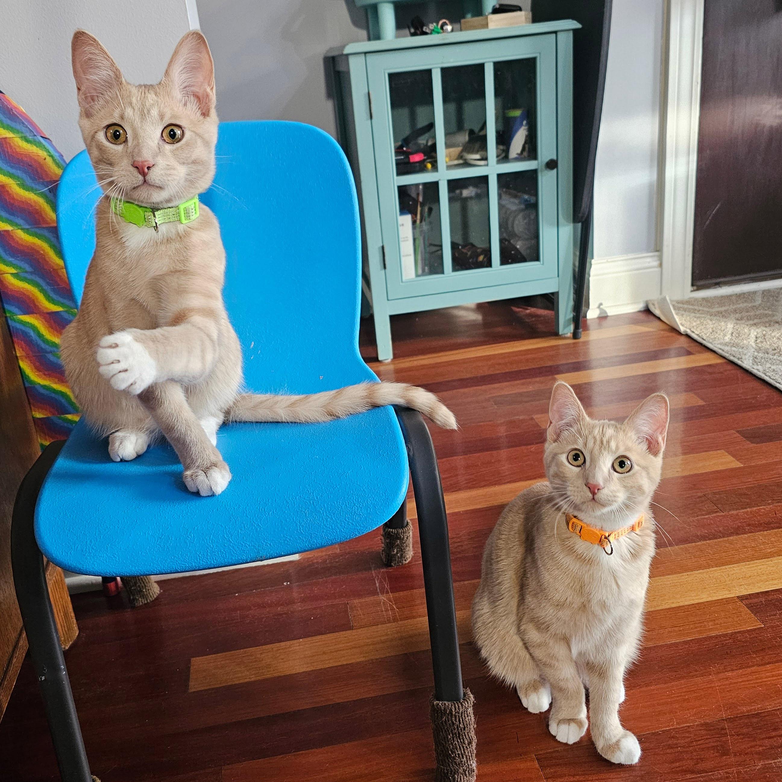 Pumpkin and Latte, ADOPTABLE, Adult Male Tabby.