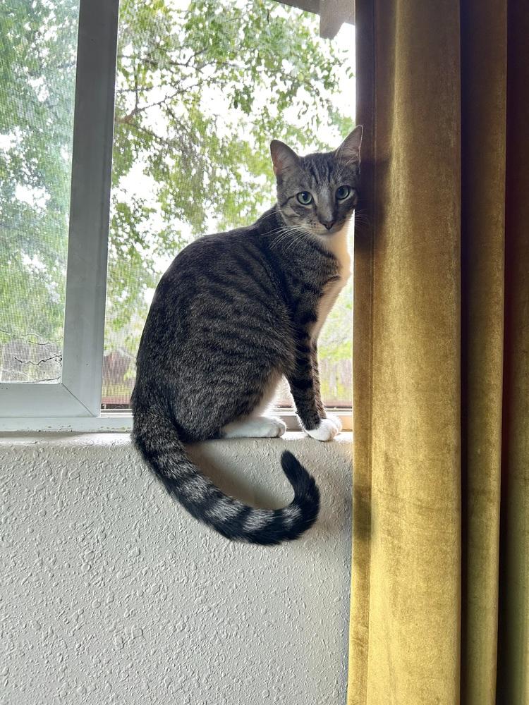 Enlarge TUPPERWARE, a Adoptable Domestic Short Hair in Vacaville, CA image 2/3