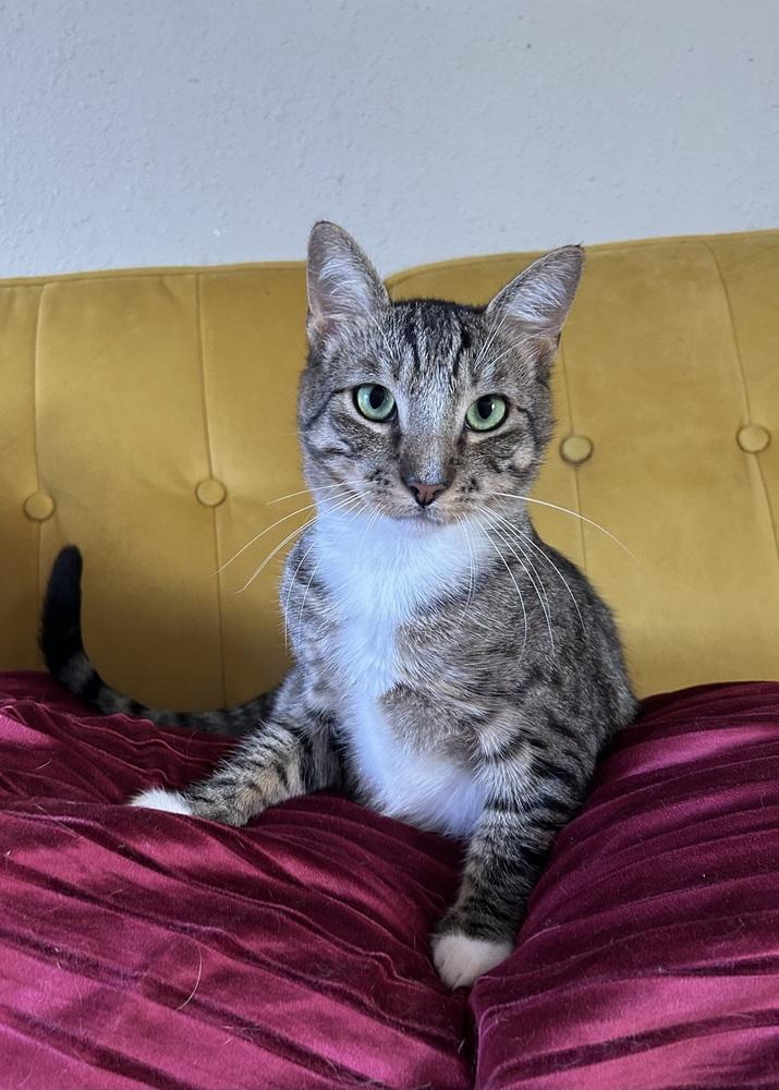 Enlarge TUPPERWARE, a Adoptable Domestic Short Hair in Vacaville, CA image 3/3