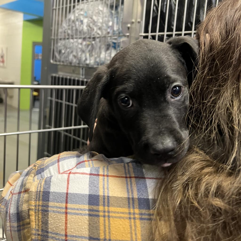 Enlarge Arlo, a Adoptable mixed breed in Montgomery, AL image 1/4
