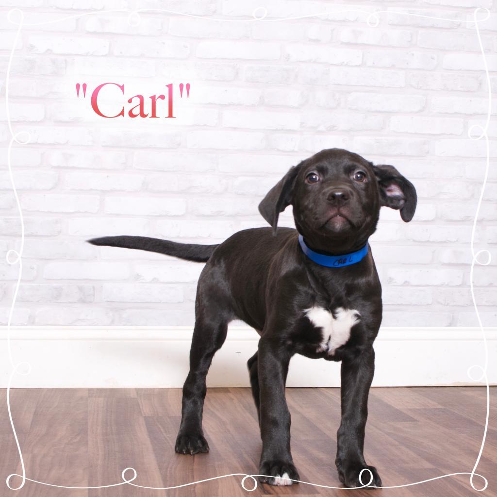 Enlarge Arlo, a Adoptable mixed breed in Montgomery, AL image 2/4