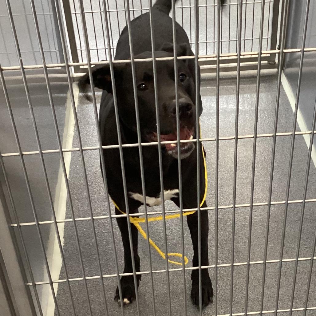 Enlarge Arlo, a Adoptable mixed breed in Montgomery, AL image 3/4