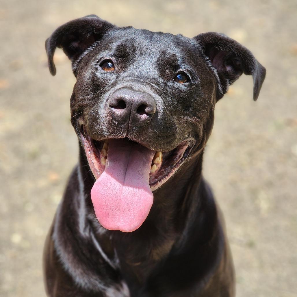 Enlarge Arlo, a Adoptable mixed breed in Montgomery, AL image 4/4