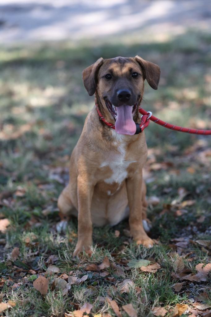 Enlarge Osha, a Adoptable mixed breed in Dyersburg, TN image 1/3