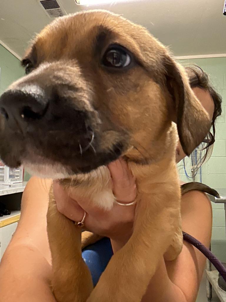 Enlarge Osha, a Adoptable mixed breed in Dyersburg, TN image 2/3