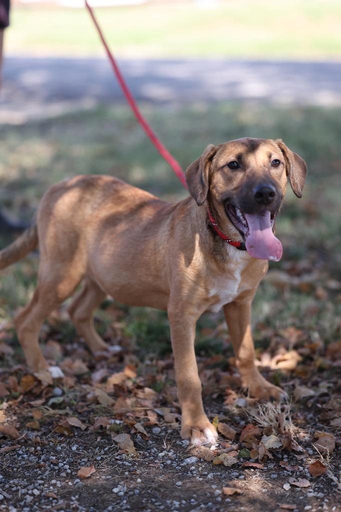 Enlarge Osha, a Adoptable mixed breed in Dyersburg, TN image 3/3