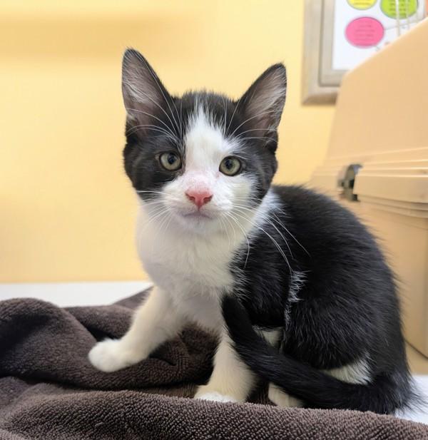 Enlarge Oyster, a Adoptable mixed breed in Sechelt, BC image 1/1