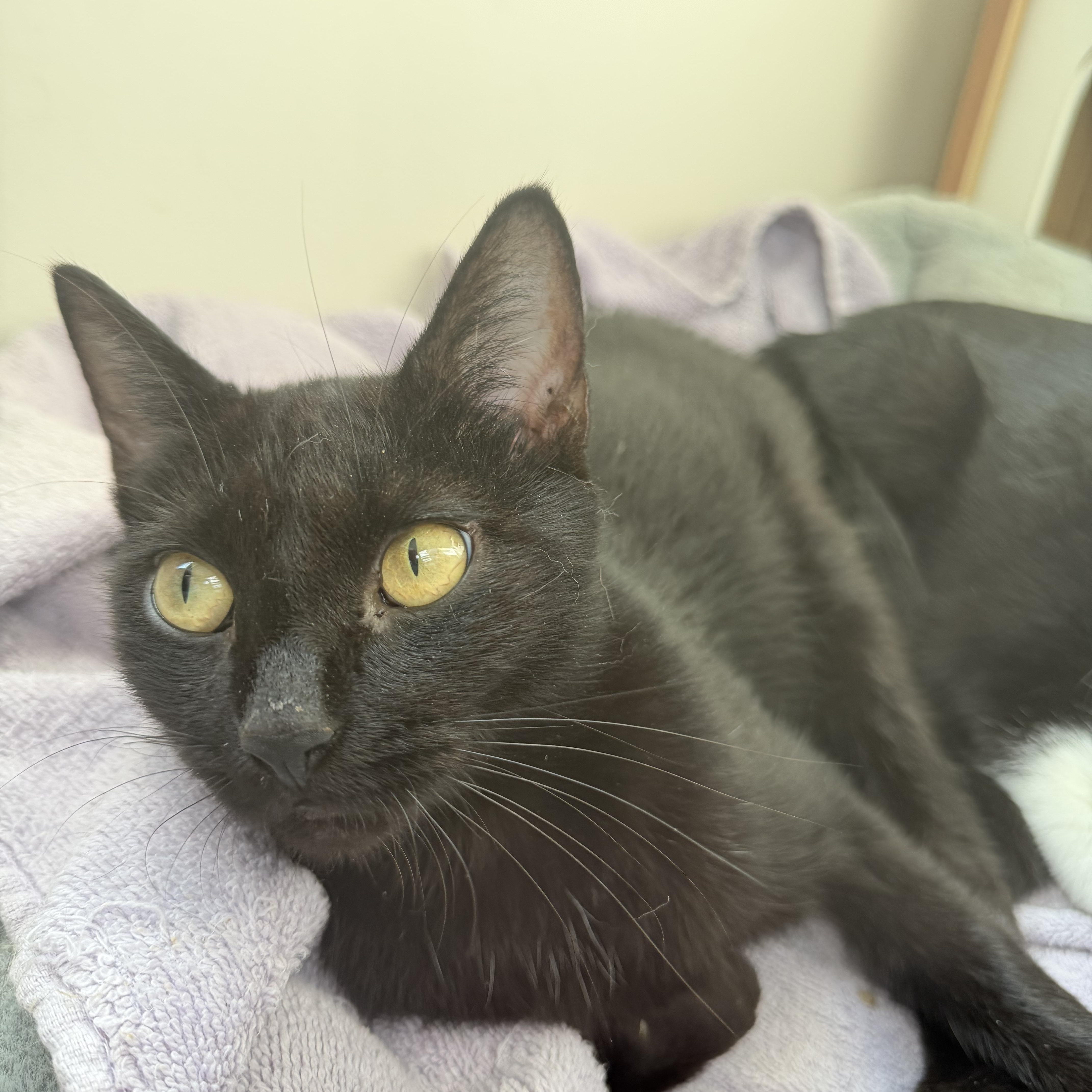 Enlarge winnie, a Adoptable Domestic Short Hair in Leland, NC image 2/5