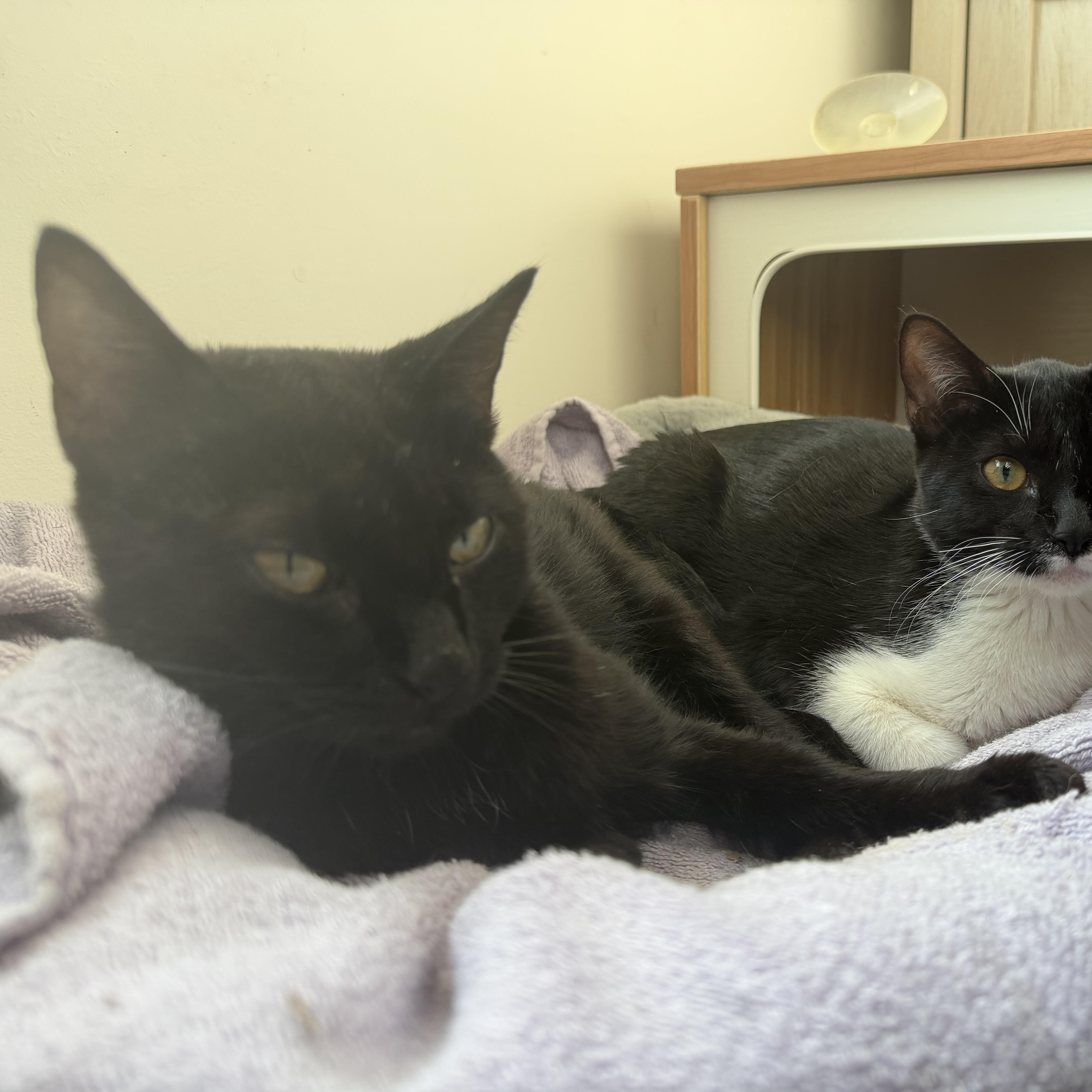 Enlarge winnie, a Adoptable Domestic Short Hair in Leland, NC image 4/5