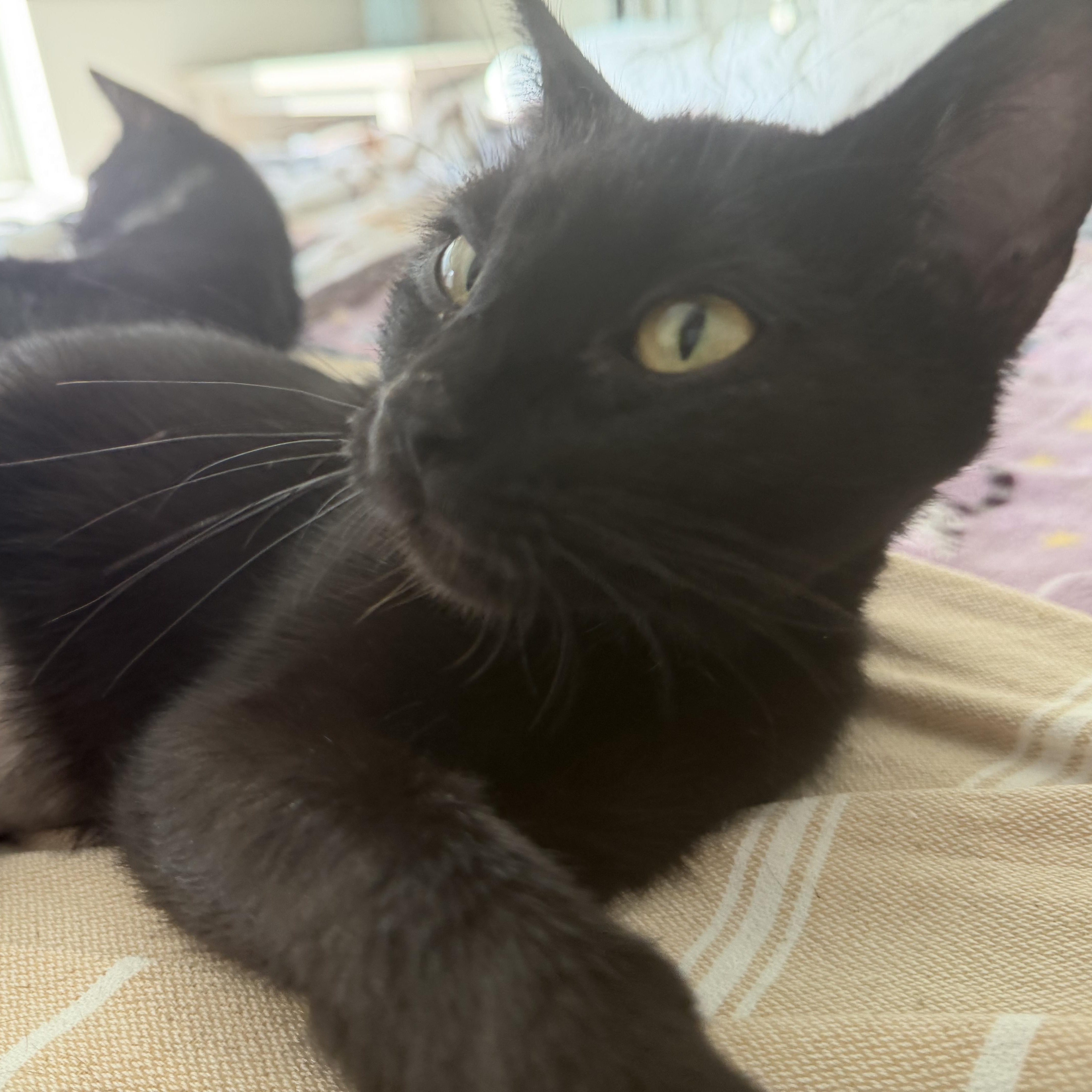 Enlarge winnie, a Adoptable Domestic Short Hair in Leland, NC image 5/5