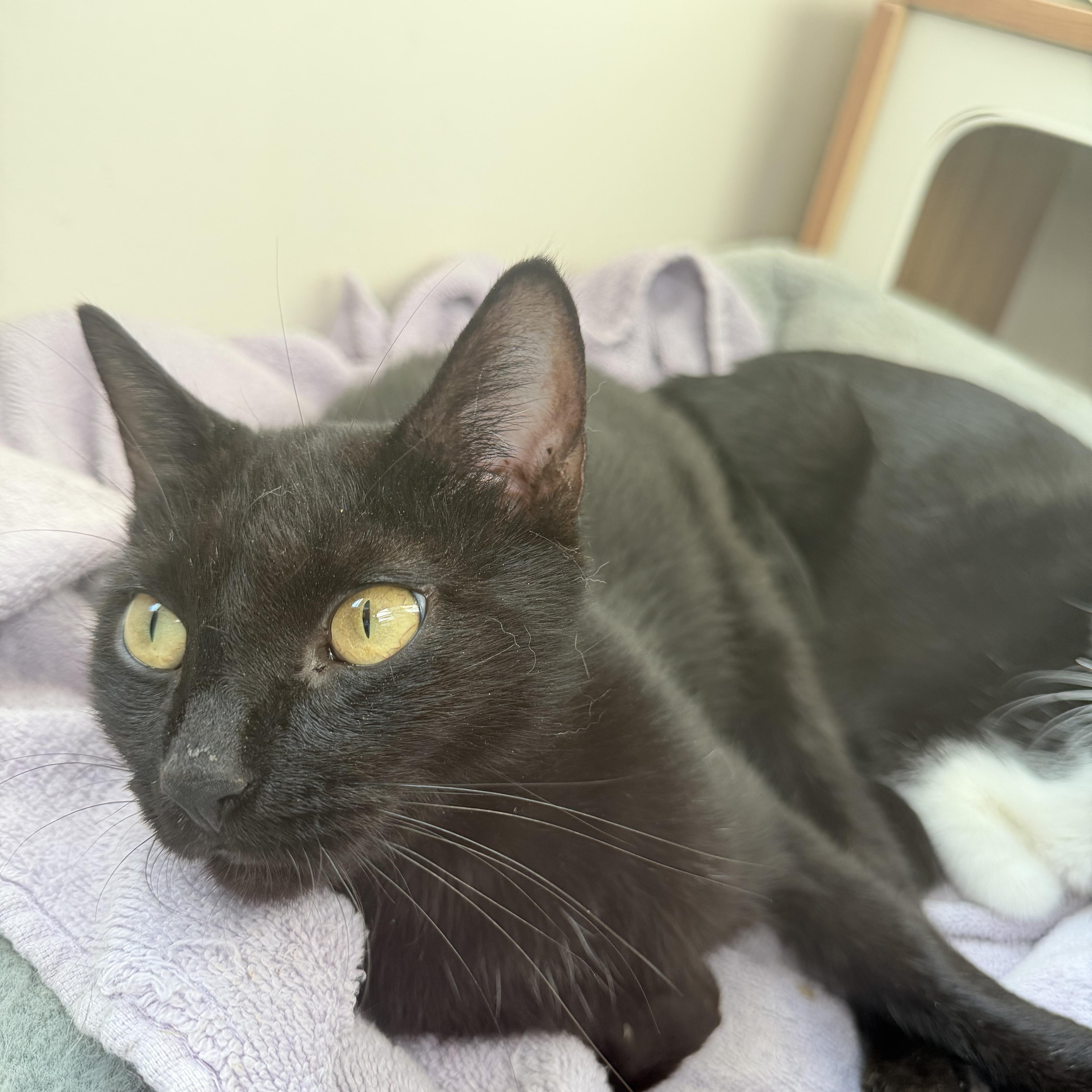 Enlarge winnie, a Adoptable Domestic Short Hair in Leland, NC image 1/5