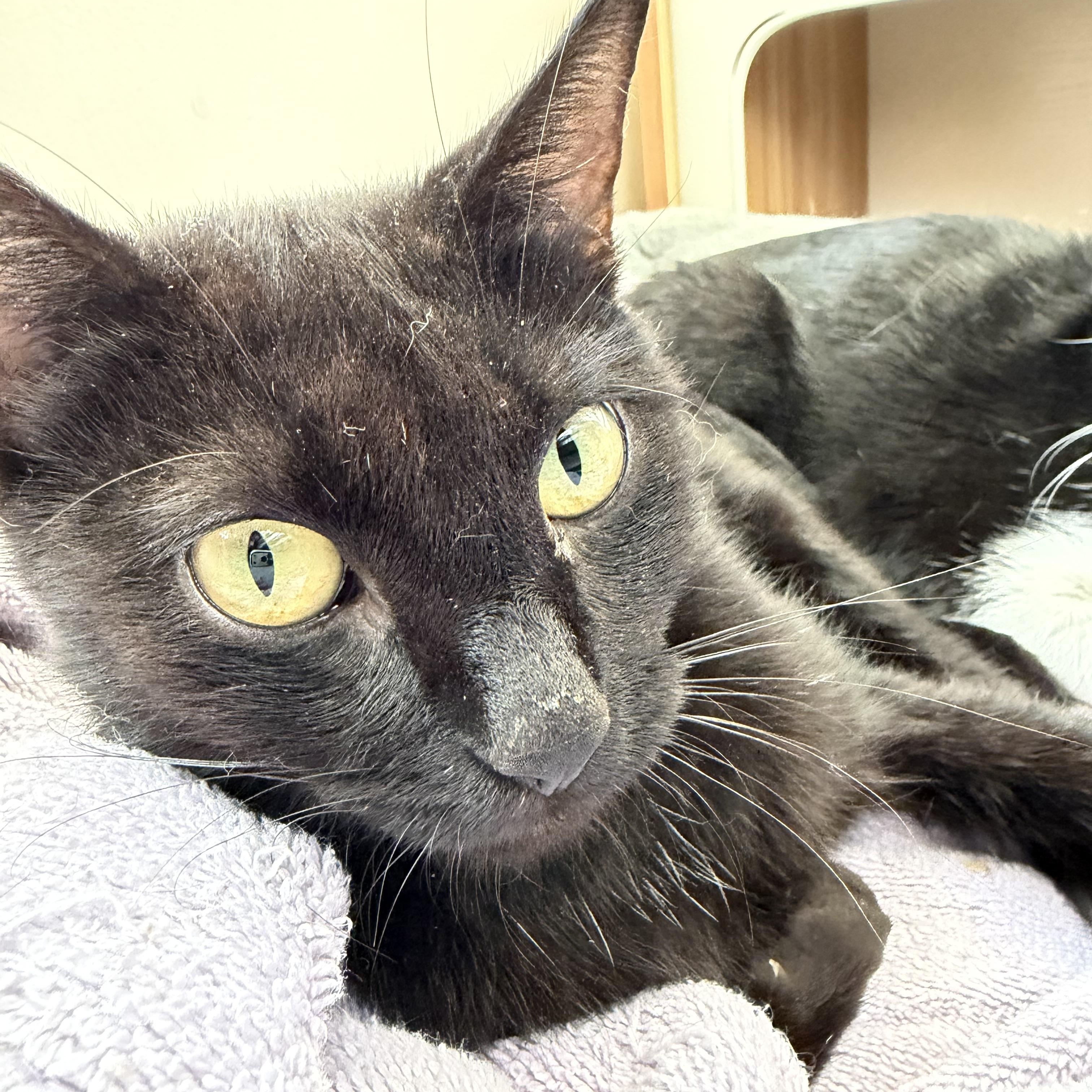 Enlarge winnie, a Adoptable Domestic Short Hair in Leland, NC image 3/5