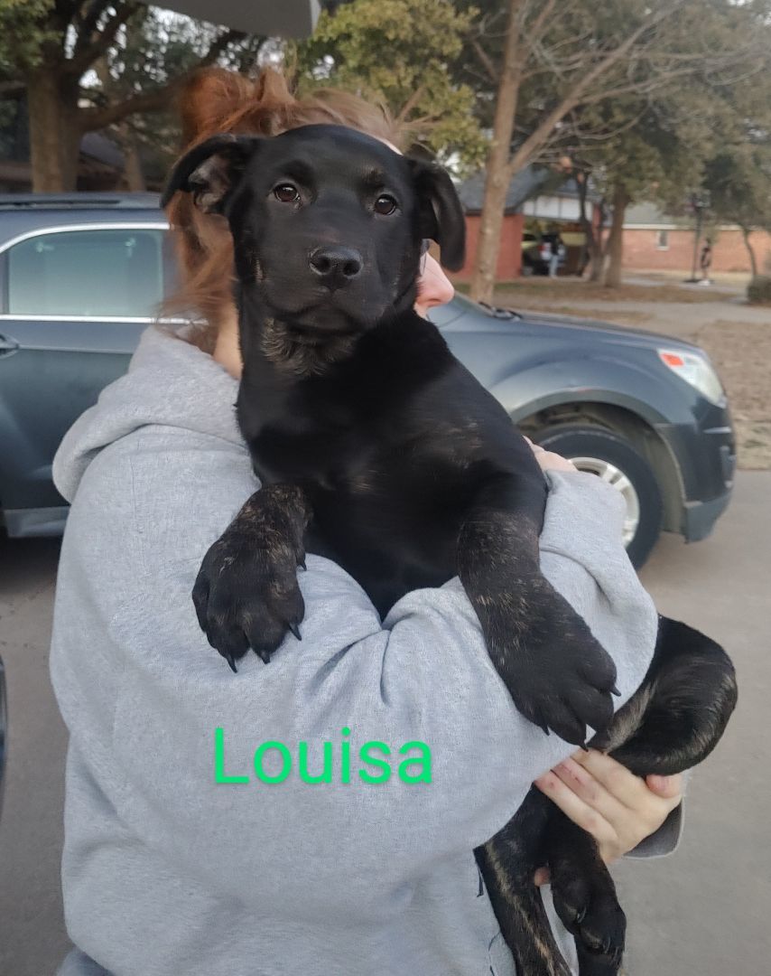 Enlarge Louisa, a Adoptable mixed breed in Lubbock, TX image 2/3