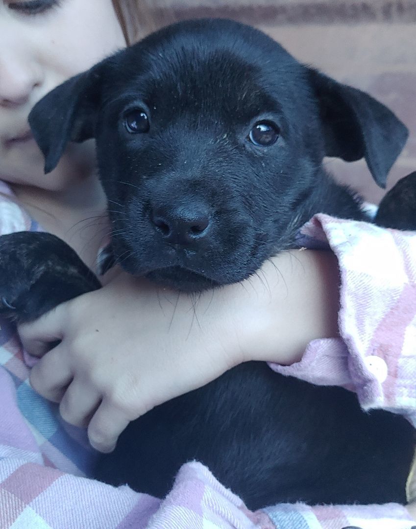Enlarge Louisa, a Adoptable mixed breed in Lubbock, TX image 3/3