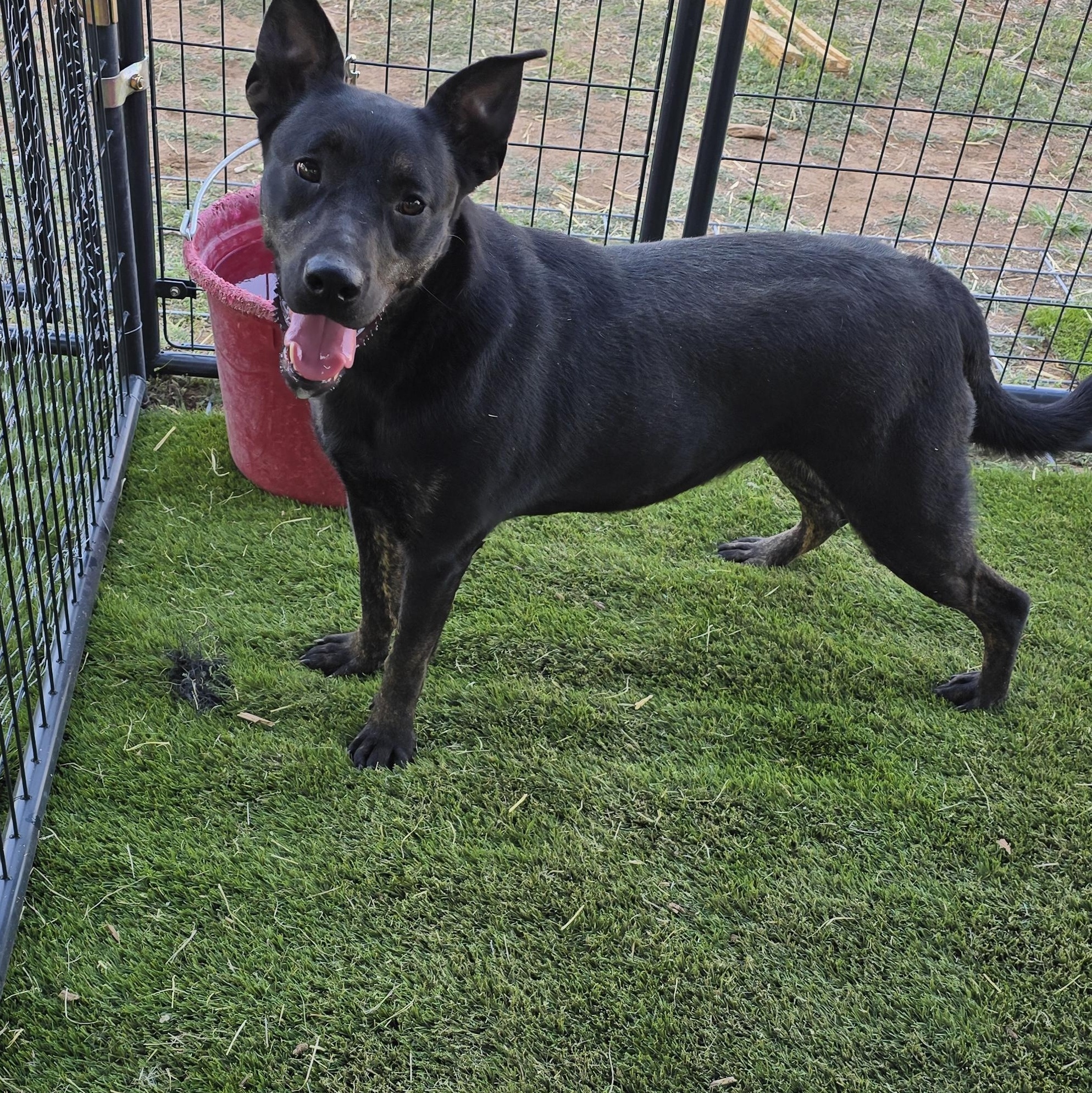 Enlarge Louisa, a Adoptable mixed breed in Lubbock, TX image 1/3