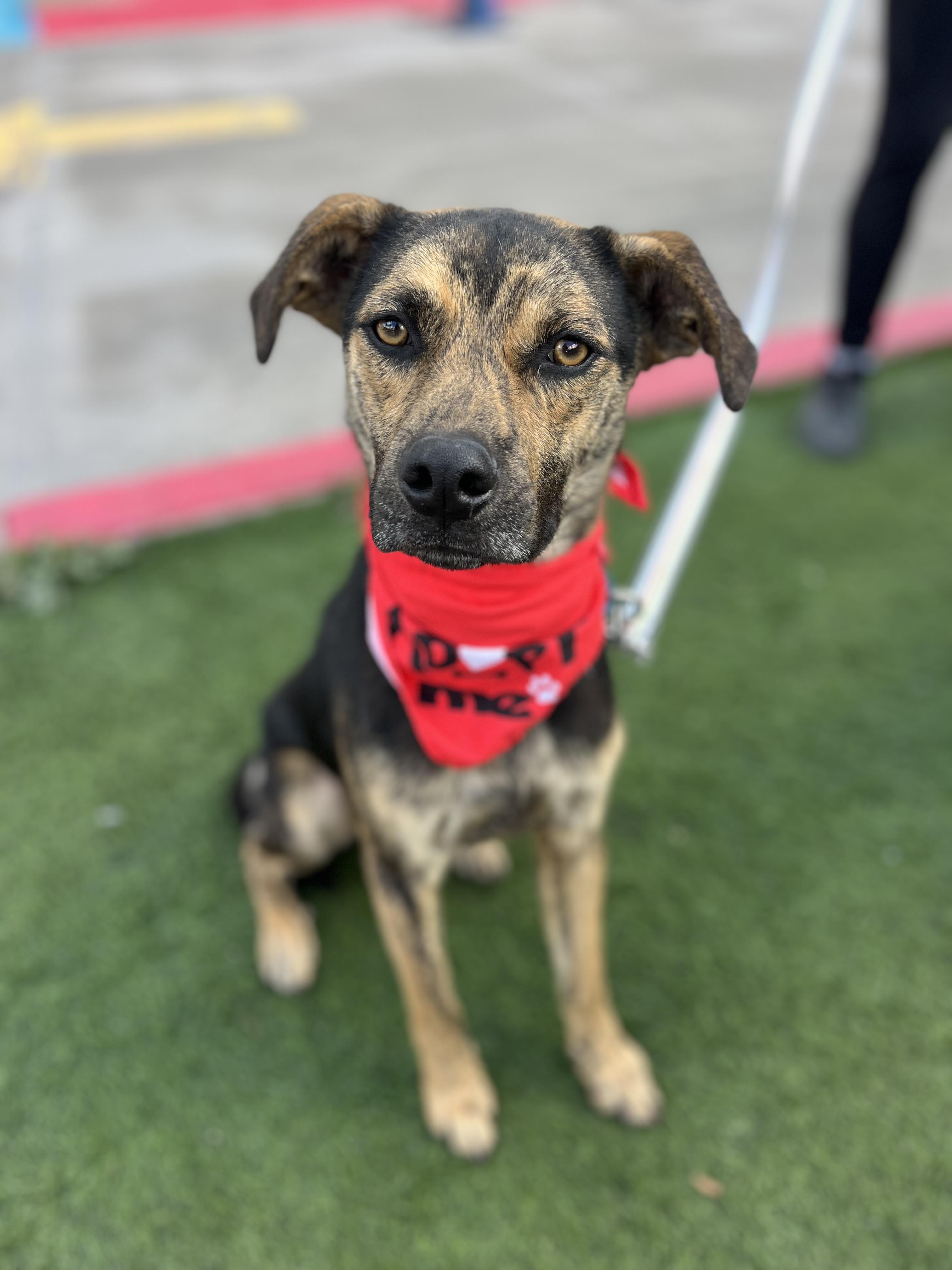 Russell , ADOPTABLE, Young Male Shepherd & Shepherd.