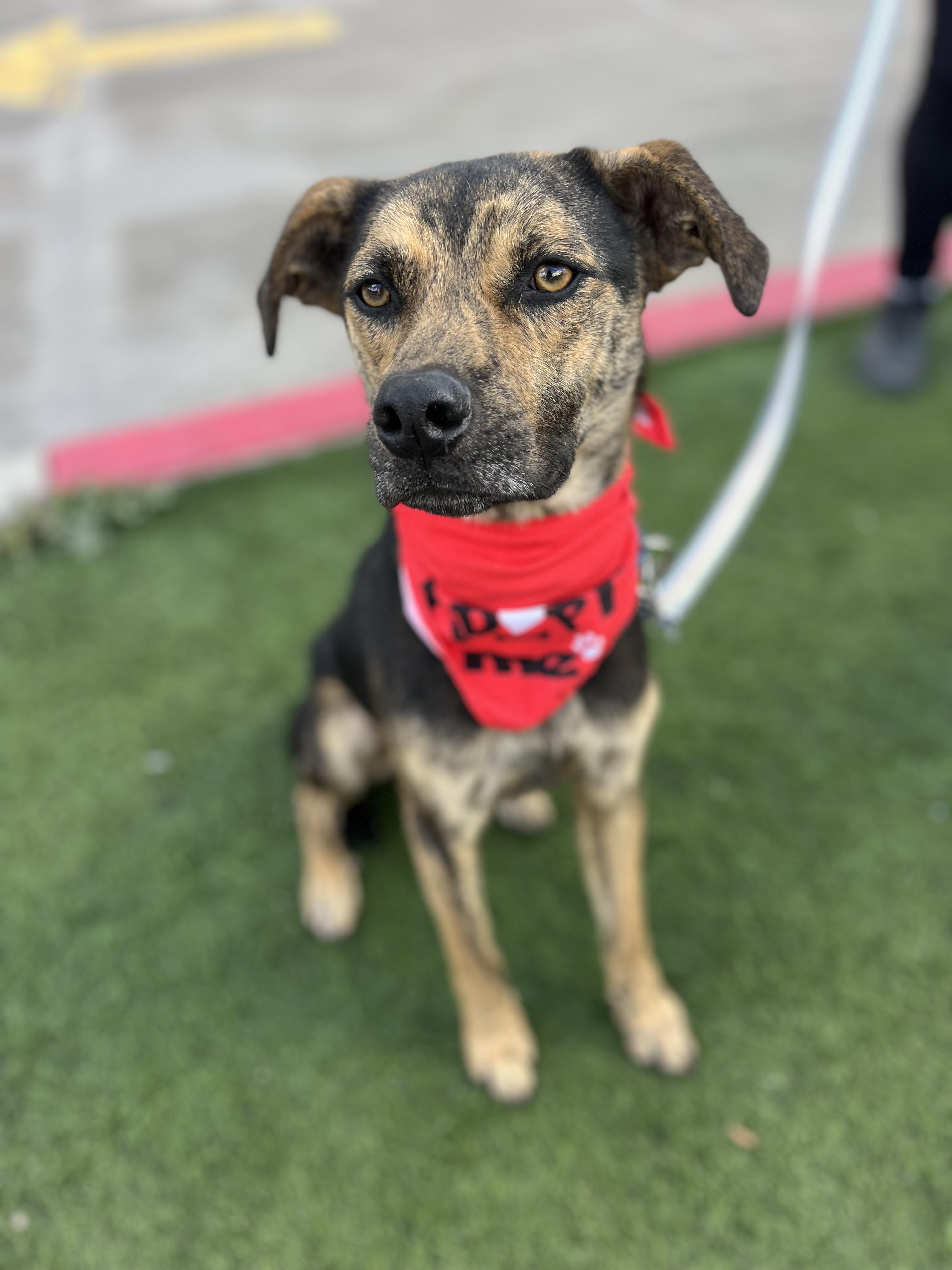Russell , a ADOPTABLE mixed breed in Poway, CA image 1/3