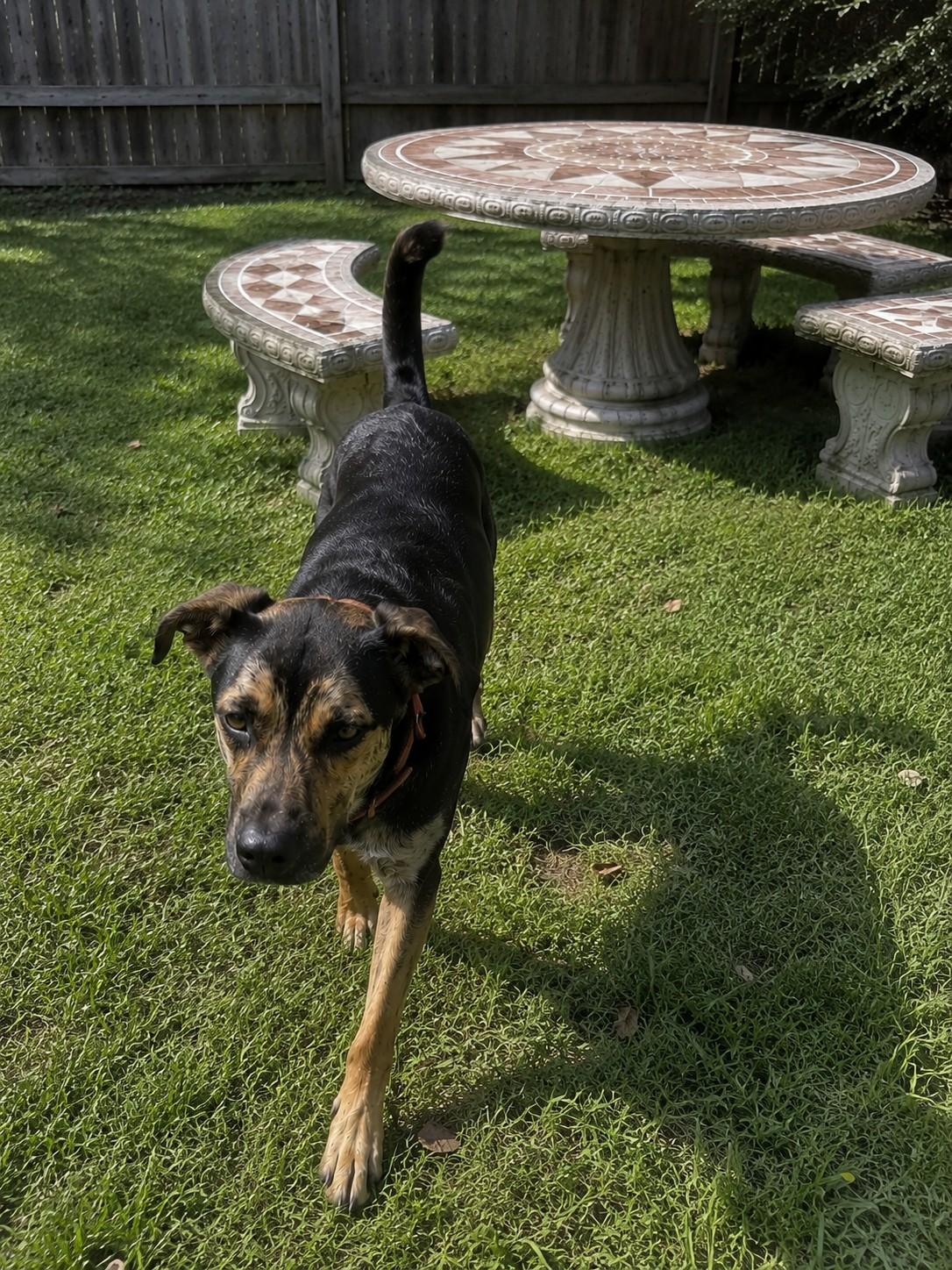 Russell , a ADOPTABLE mixed breed in Poway, CA image 3/3