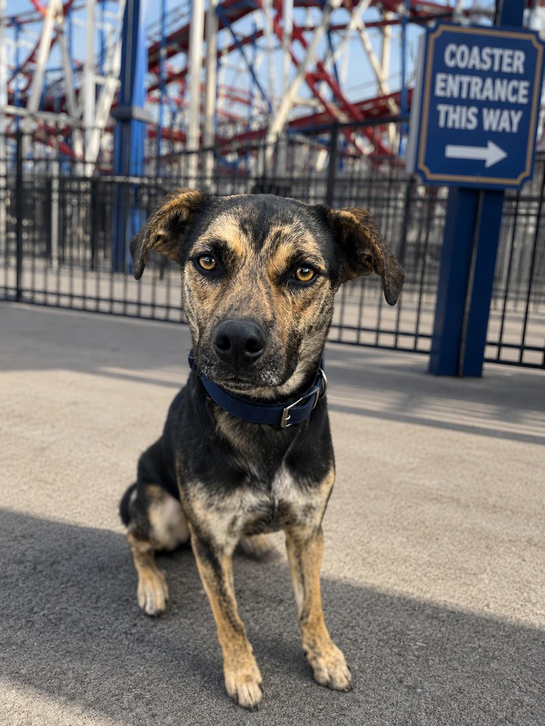 Enlarge Russell , a ADOPTABLE mixed breed in Poway, CA image 1/3