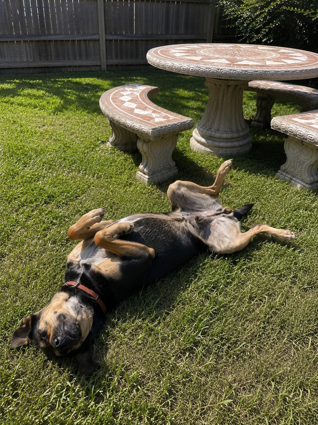 Russell , a ADOPTABLE mixed breed in Poway, CA image 2/3