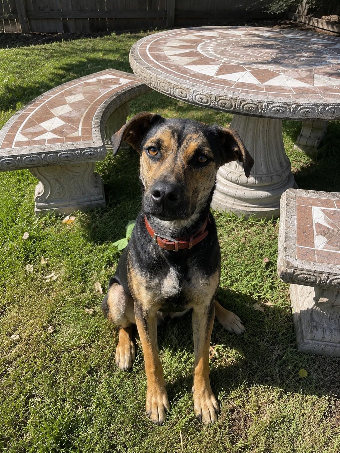 Russell , a ADOPTABLE mixed breed in Poway, CA image 1/3