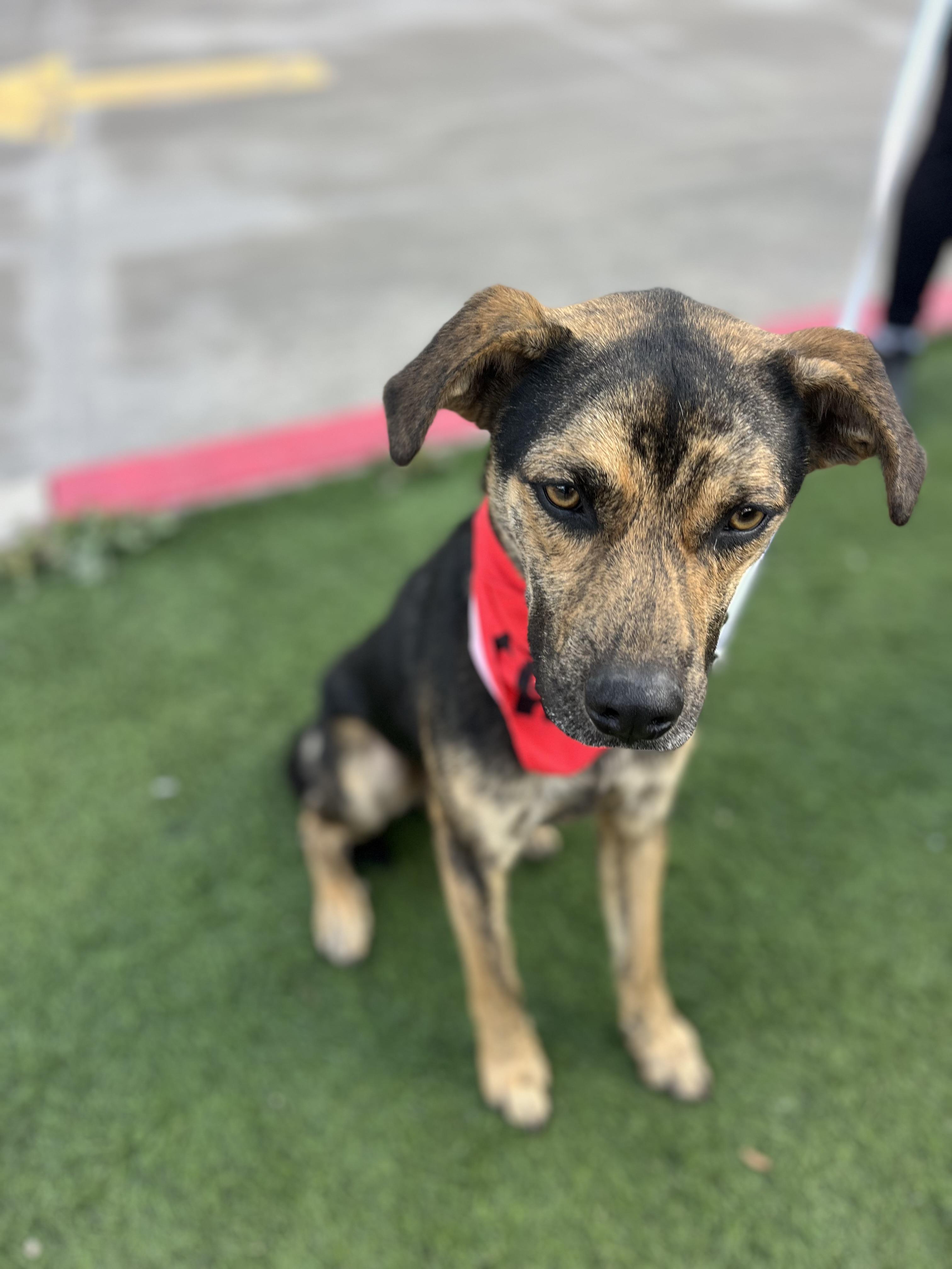 Russell , a ADOPTABLE mixed breed in Poway, CA image 2/3