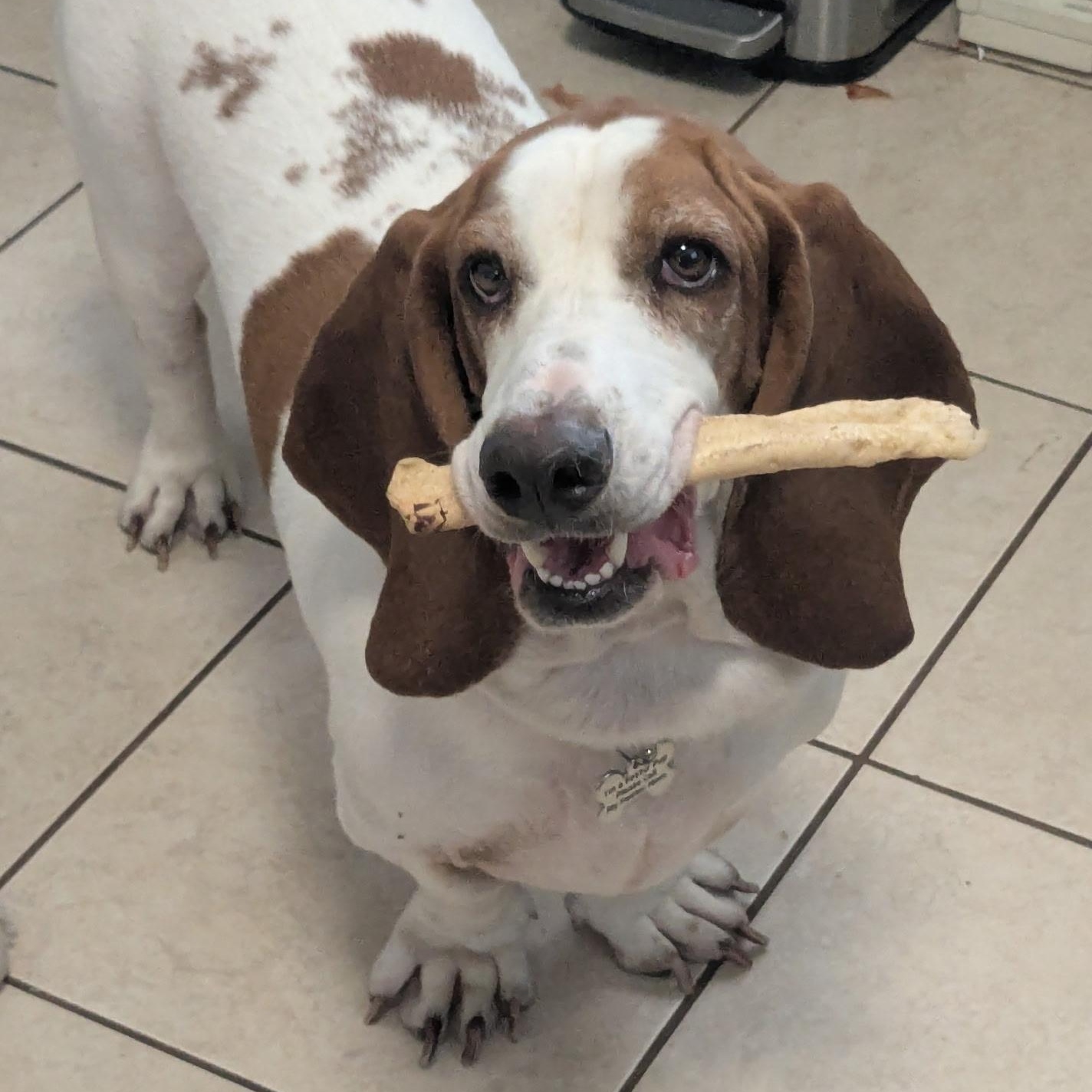 Enlarge Tucker, an adopted Basset Hound in Port Saint Lucie, FL image 1/6