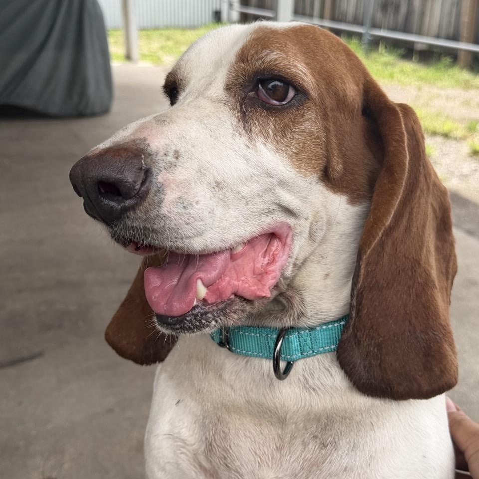 Enlarge Tucker, an adopted Basset Hound in Port Saint Lucie, FL image 6/6