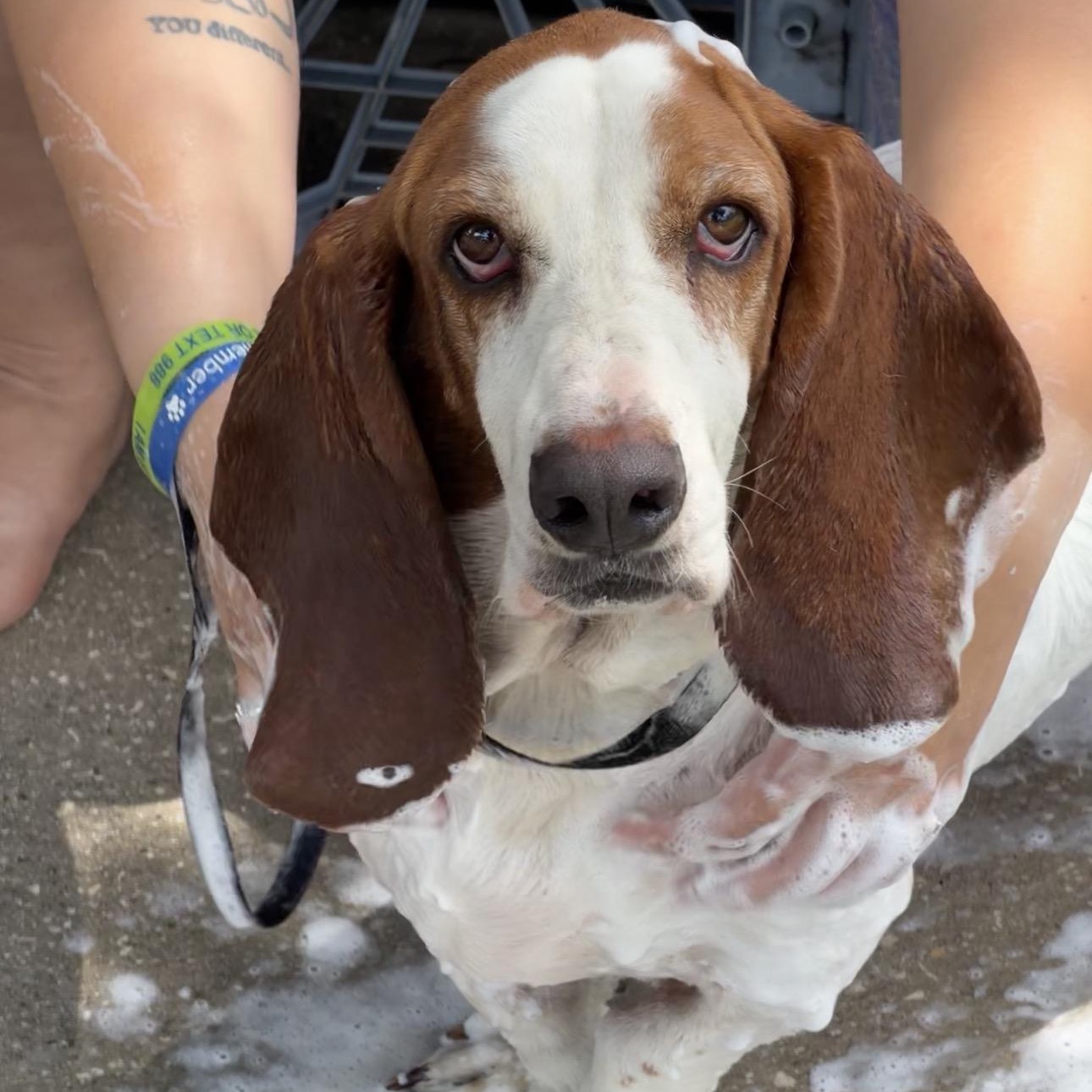 Enlarge Tucker, an adopted Basset Hound in Port Saint Lucie, FL image 3/6