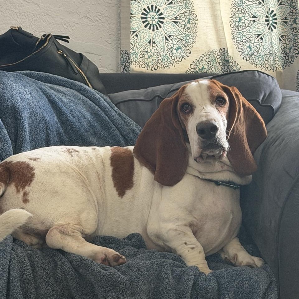 Enlarge Tucker, an adopted Basset Hound in Port Saint Lucie, FL image 4/6