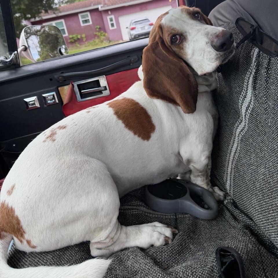 Enlarge Tucker, an adopted Basset Hound in Port Saint Lucie, FL image 2/6