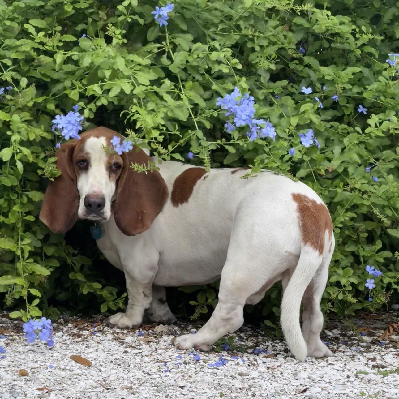 Enlarge Tucker, an adopted Basset Hound in Port Saint Lucie, FL image 5/6