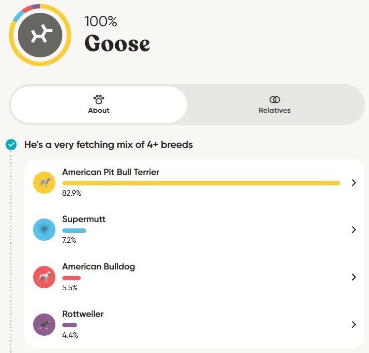 Goose, a Adoptable mixed breed in Grand Rapids, MI image 1/6