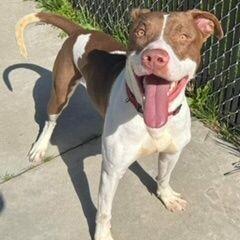 Goose, a Adoptable mixed breed in Grand Rapids, MI image 3/6