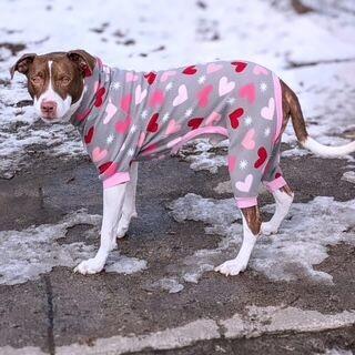 Goose, a Adoptable mixed breed in Grand Rapids, MI image 4/6