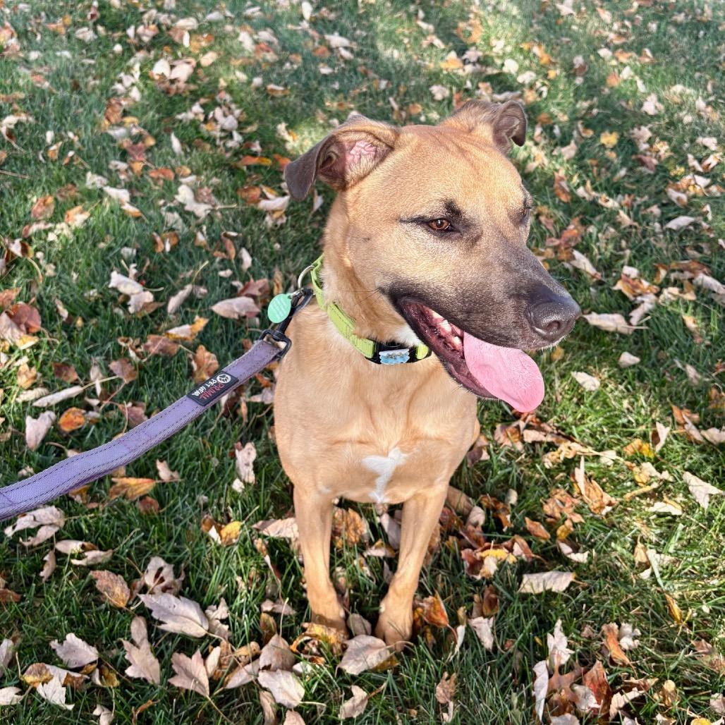 Doug, Adoptable, Adult Male Black Mouth Cur.