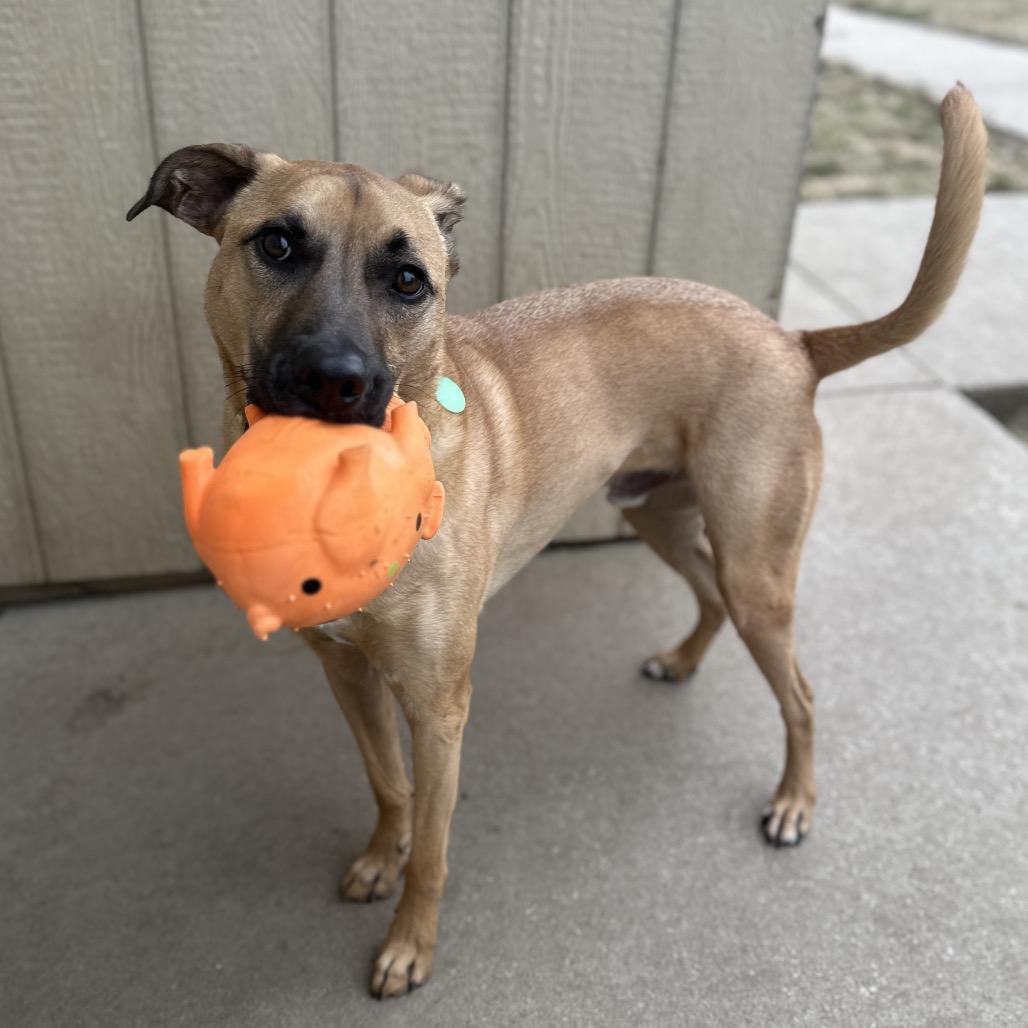 Doug, a Adoptable Black Mouth Cur in Lake Jackson, TX image 2/6