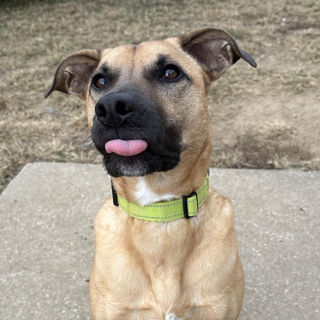 Doug, a Adoptable Black Mouth Cur in Lake Jackson, TX image 3/6
