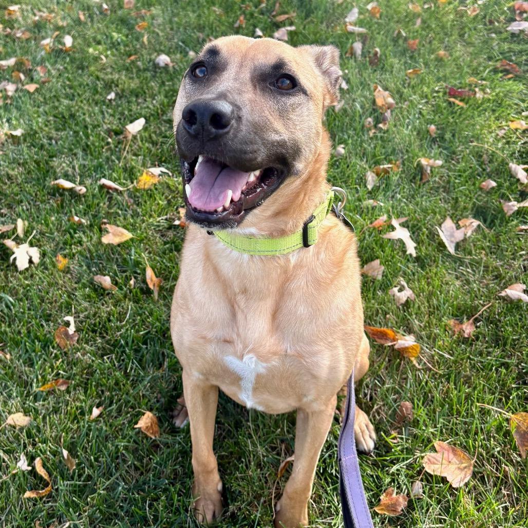 Doug, a Adoptable Black Mouth Cur in Lake Jackson, TX image 4/6